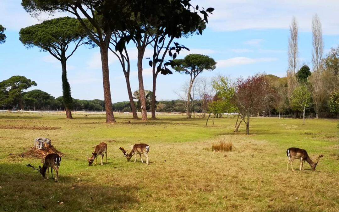 Casa Indipendente Pisa Villa Eksteriør bilde